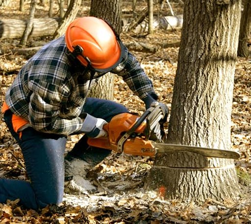 Tree Removal in Jerusalem, OH